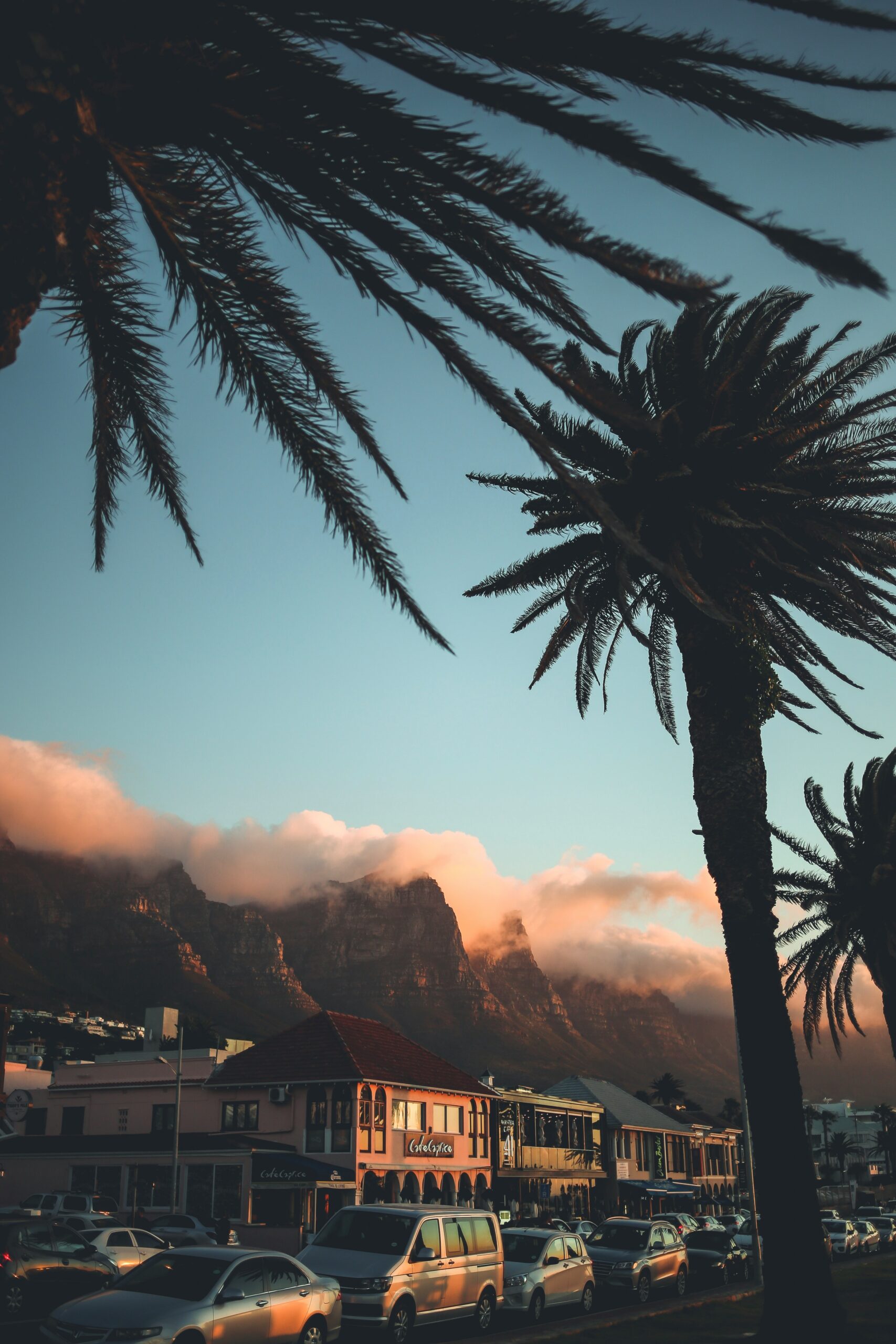 A few palm trees on the street at sunset