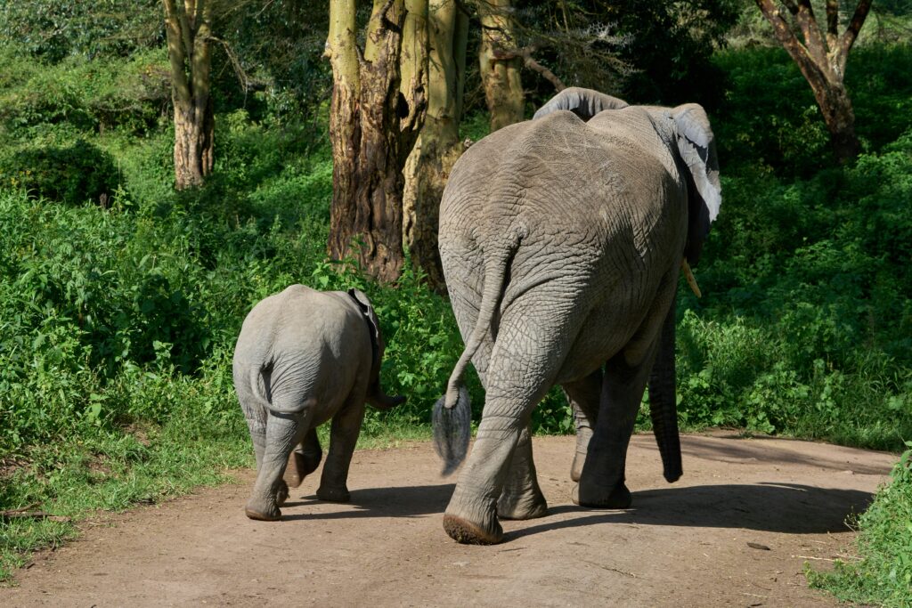 Two elephants from behind - a child and its mother
