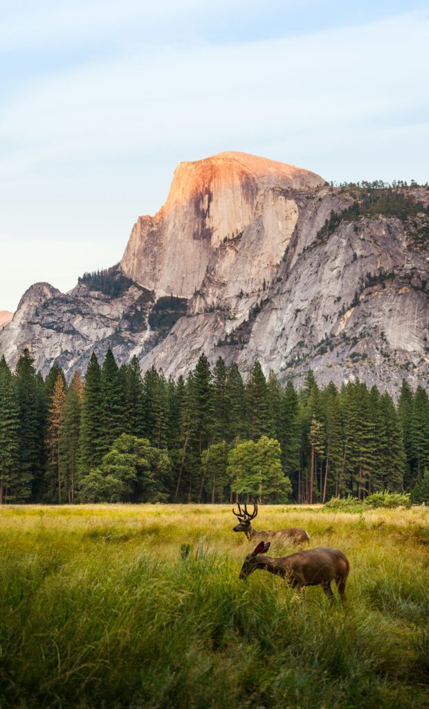 Two deer on a green meadow with impressive mountain landscape in the background