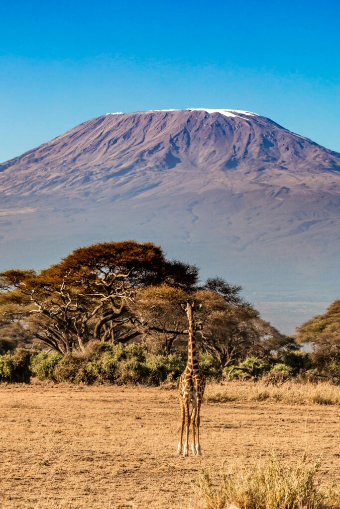 A giraffe outdoors and Kilimanjaro mountain in the background
