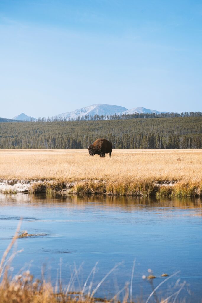 A buffalo stands in the middle of a green field with a river in the foreground and mountains in the background